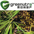 GMP Saw Palmetto Extract Powder